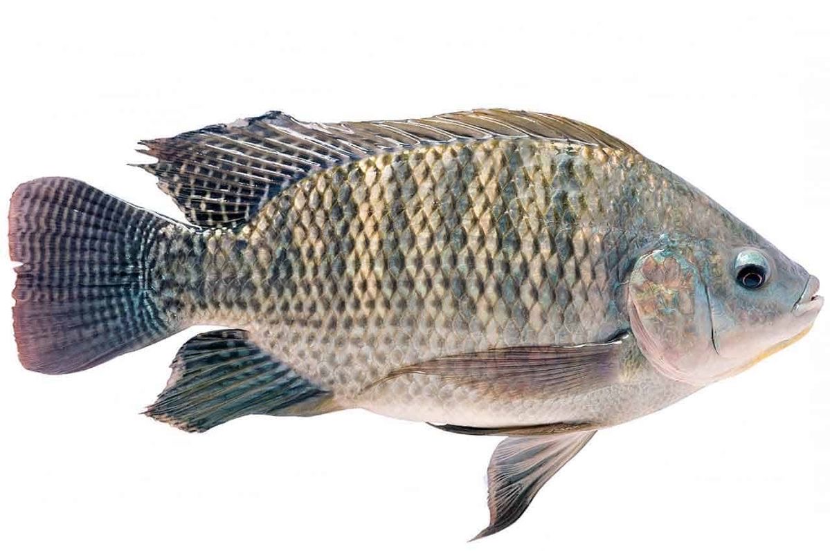 Tilapia